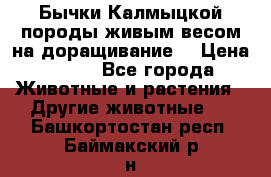 Бычки Калмыцкой породы живым весом на доращивание. › Цена ­ 135 - Все города Животные и растения » Другие животные   . Башкортостан респ.,Баймакский р-н